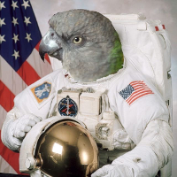 Nosoygrissom